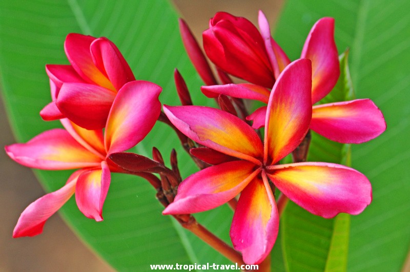 Plumeria