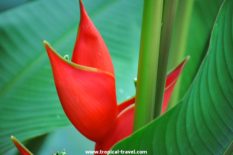 Heliconia