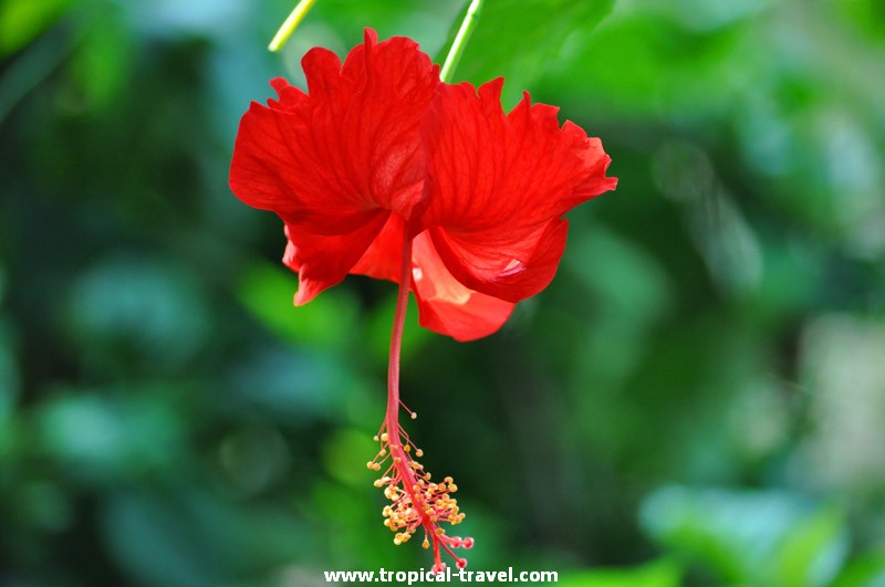 Hibiskus