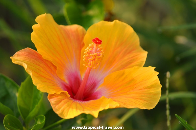 Hibiskus