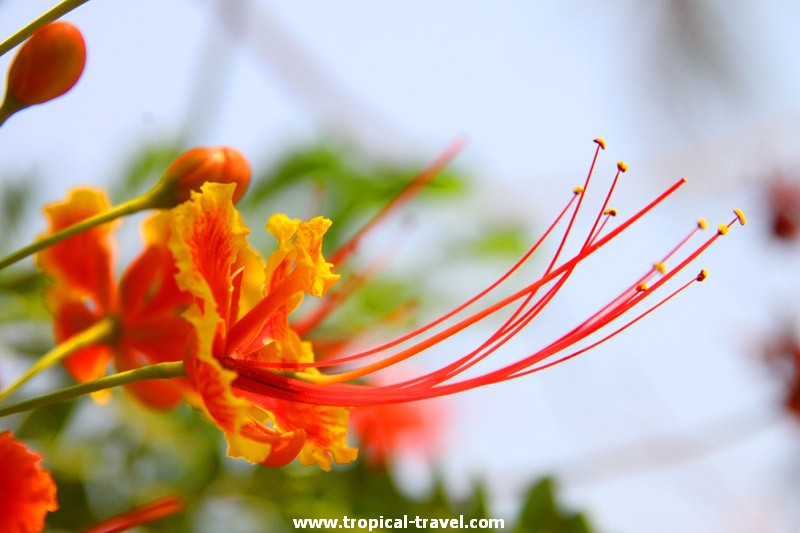 Caesalpinia pulcherrima