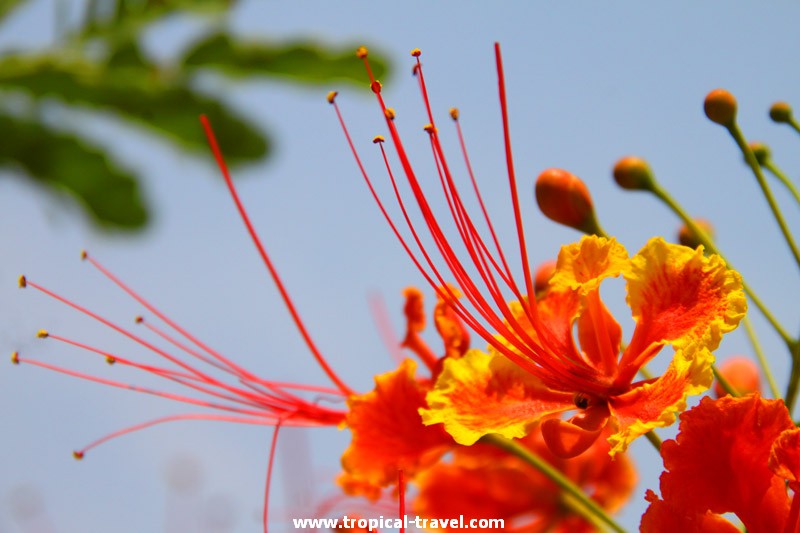 Caesalpinia pulcherrima