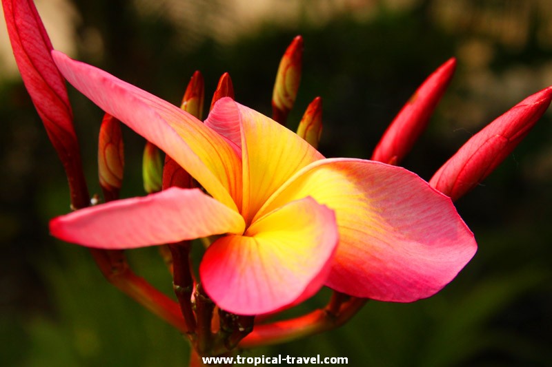 Plumeria