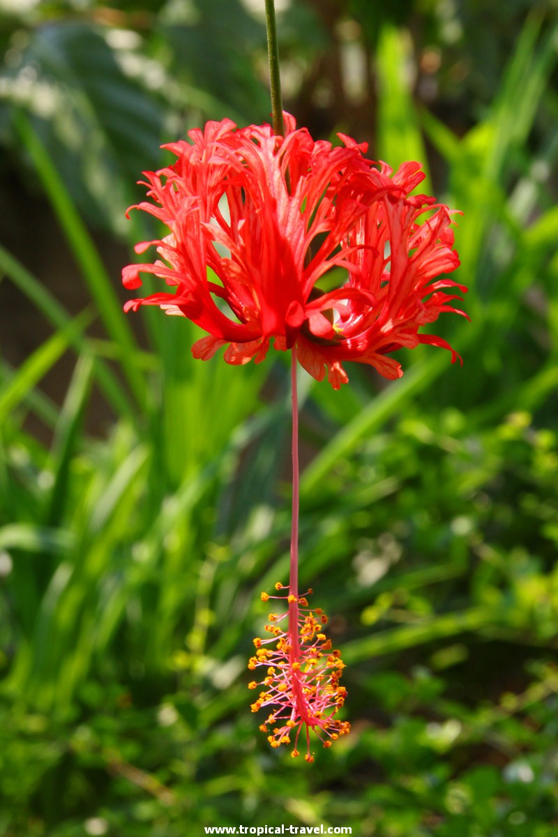 Hibiskus