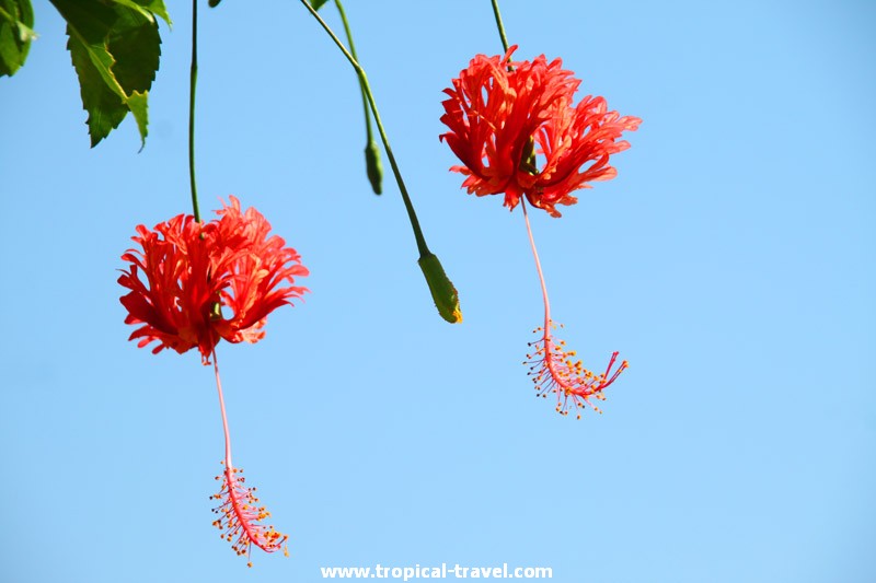 Hibiskus