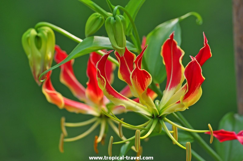 Gloriosa