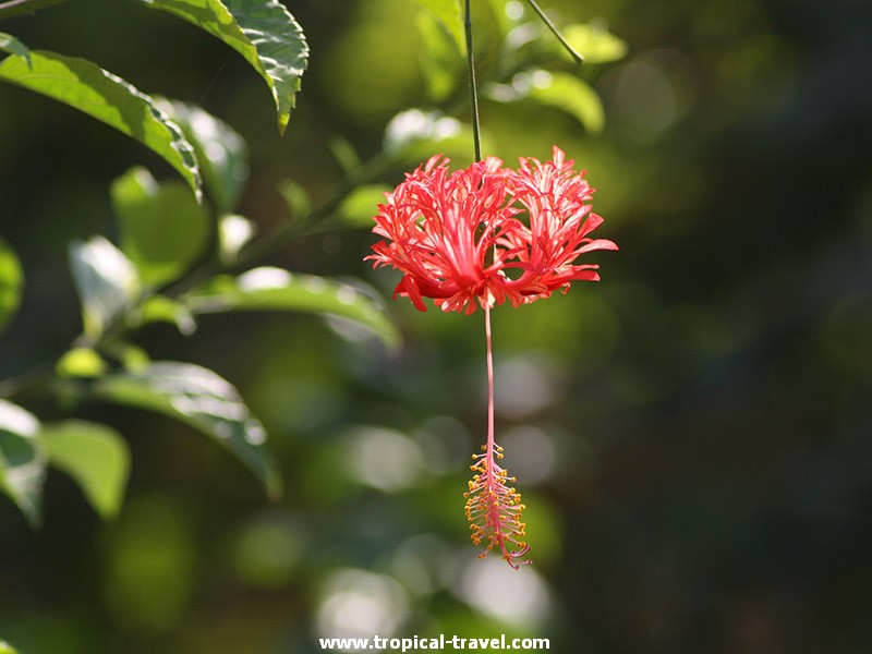 Hibiskus