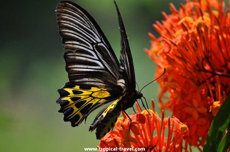 Ixora