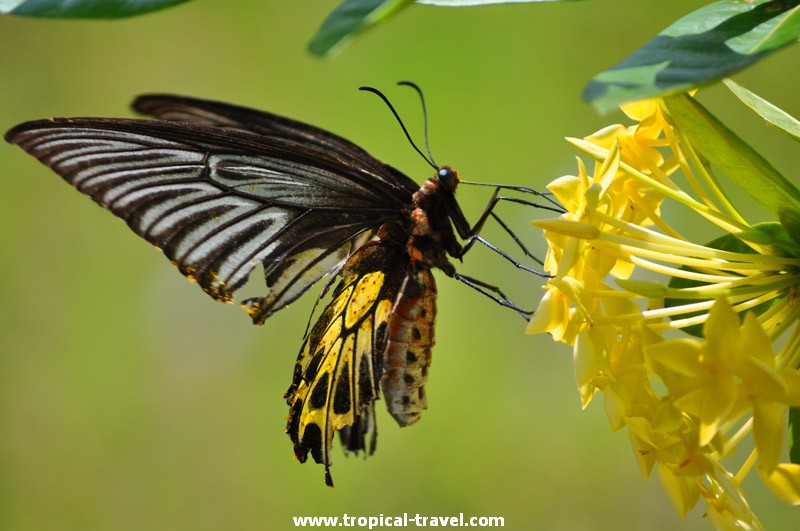 Ixora