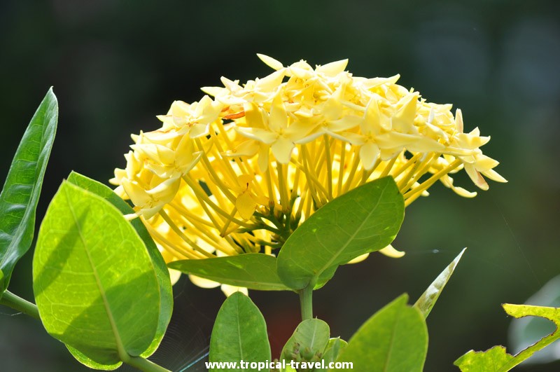 Ixora