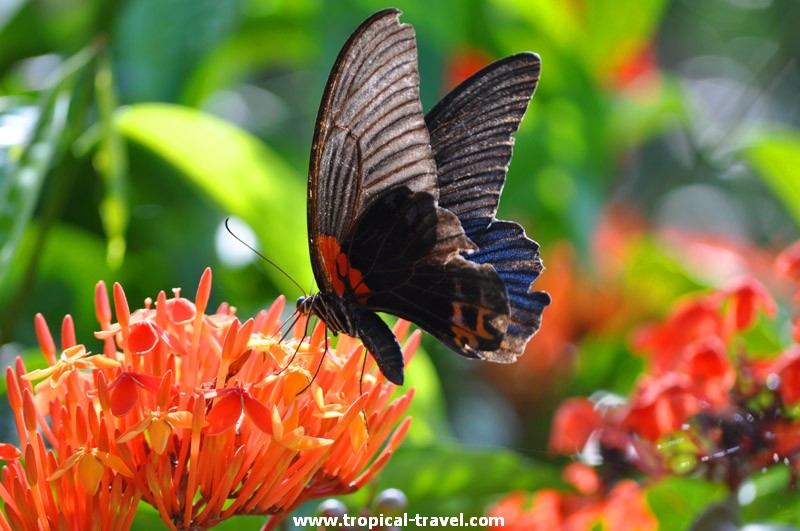 Ixora