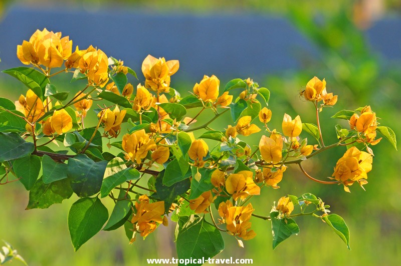 Bougainvillea