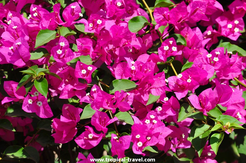 Bougainvillea