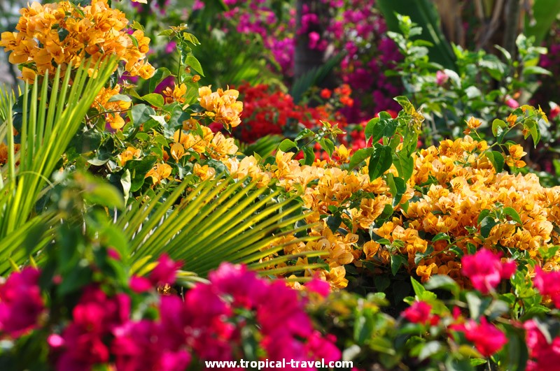 Bougainvillea