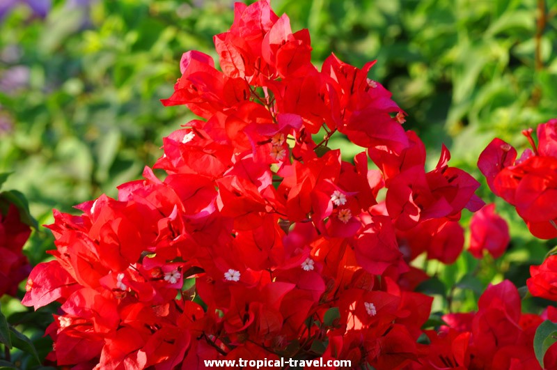 Bougainvillea