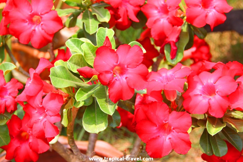 Adenium