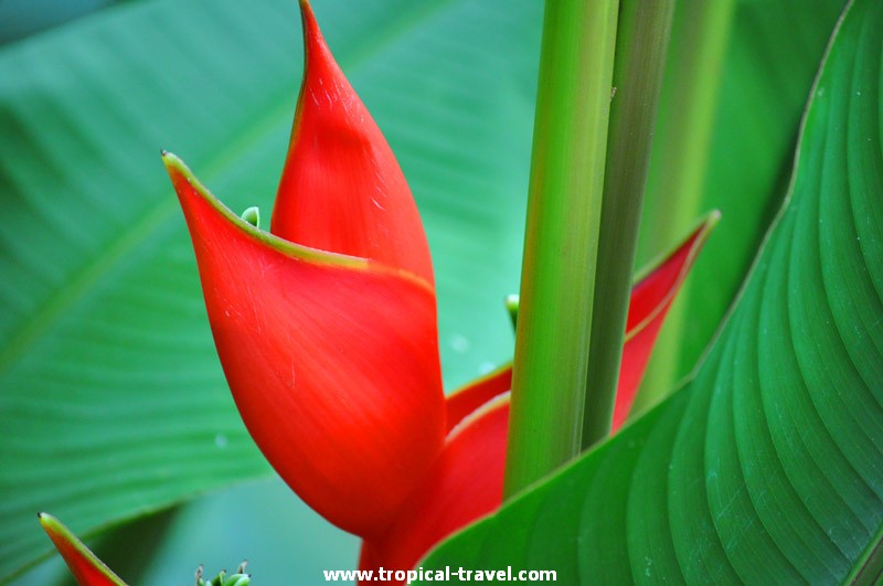 Heliconia